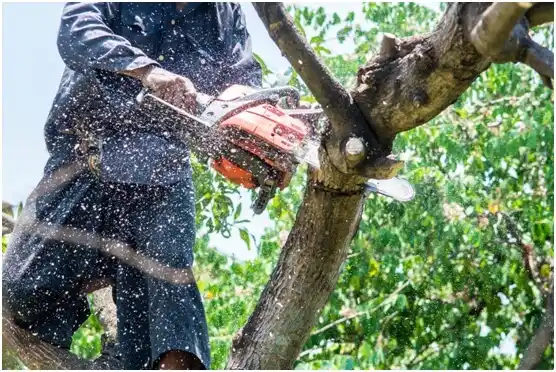 tree services Buffalo